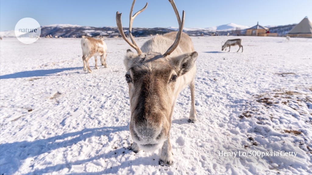 Reindeer can Activate Sleep Mode While Eating 
