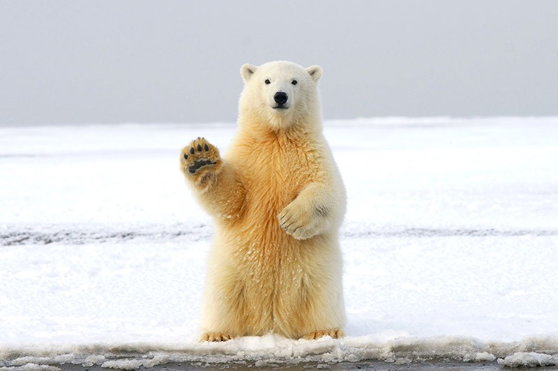 Polar bear fur-inspired sweater is thinner than a down jacket — and just as warm - Vimarsana News