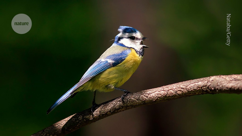 Absence of female partners can explain the dawn chorus of birds