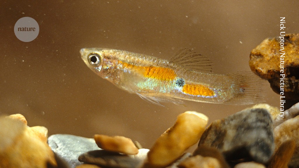 How population size shapes the evolution of guppy fish