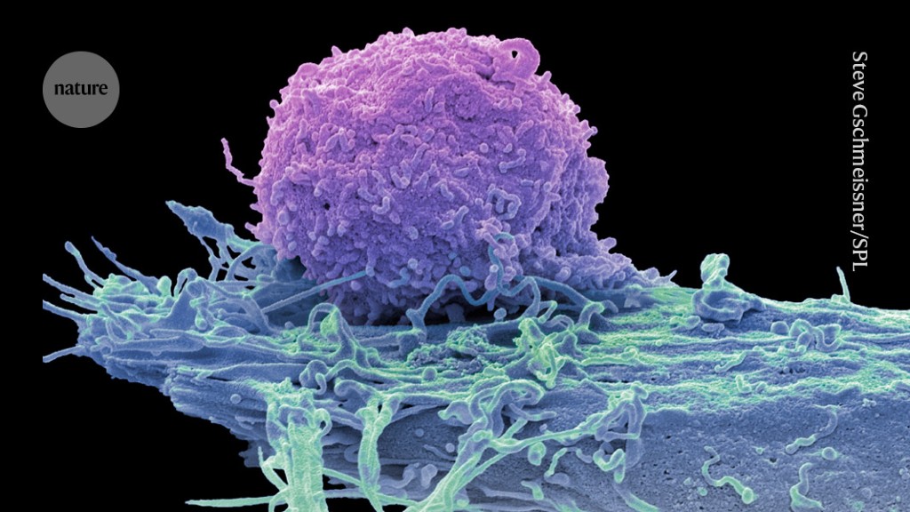 Turbocharged CAR-T cells melt tumours in mice — using a trick from cancer cells