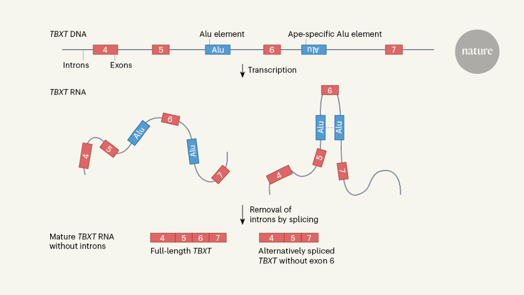 A mobile DNA sequence could explain tail loss in humans and apes - Nature.com