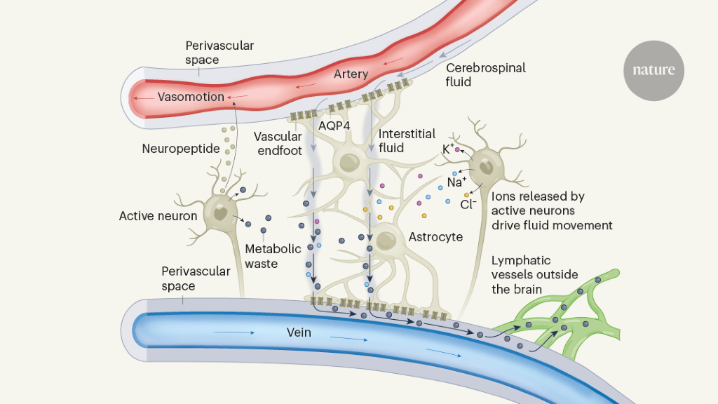 Synchronized neuronal activity drives waste fluid flow