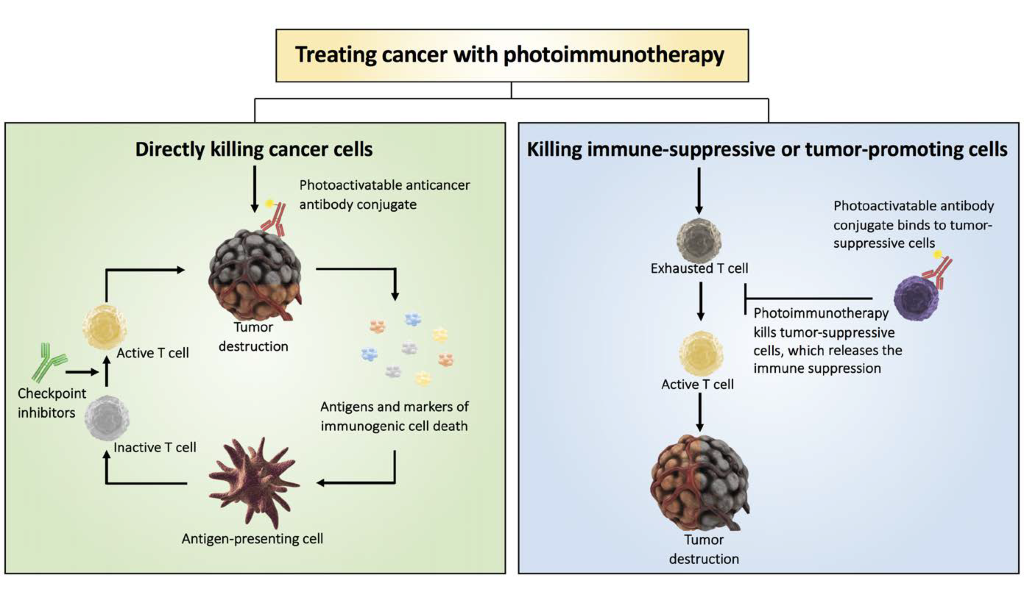 Redefining cancer therapy with photoimmunotherapy