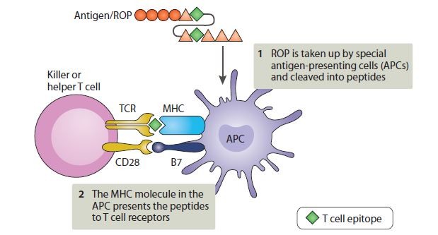 Oxford Vacmedix Ltd.: harnessing the power of immunotherapy to treat ...