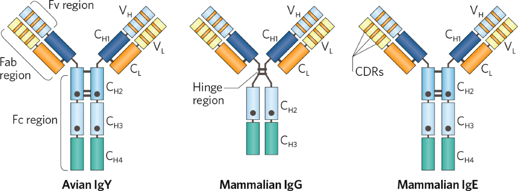 IgY antibodies—sustainable and efficacious therapeutics for human and ...