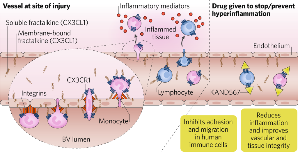 KAND567—A candidate to counteract hyperinflammation in COVID-19 and ...