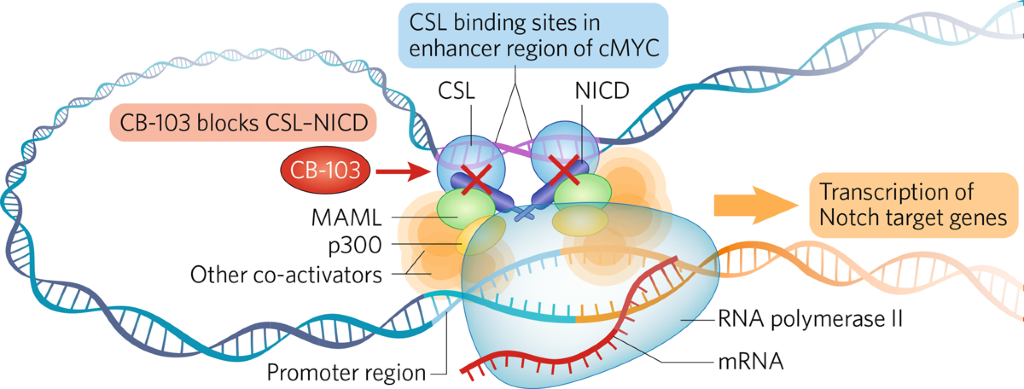 Gene Transcription Factor Inhibitors: A Novel Class Of Therapeutics ...