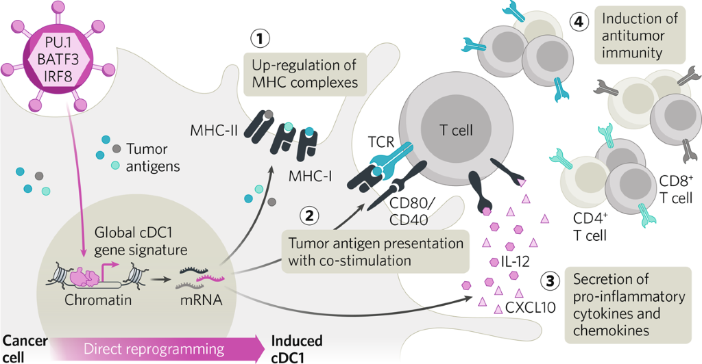 Reprogramming Anti-cancer Immunity