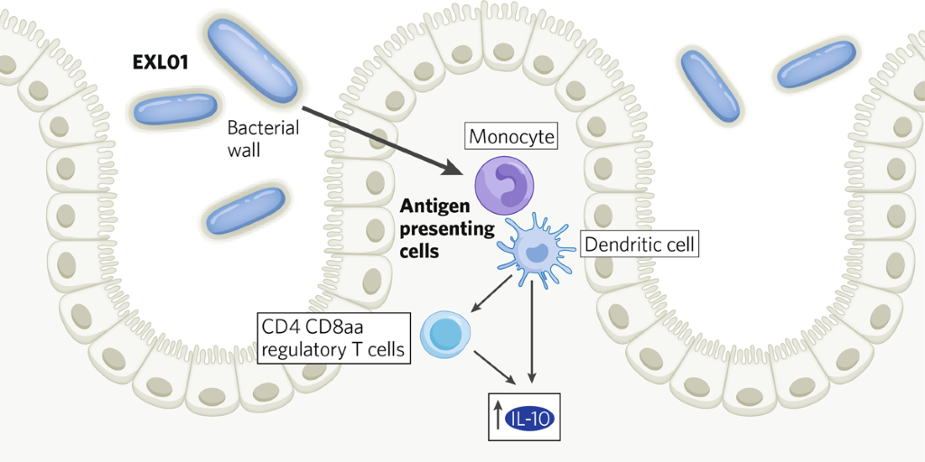 How Gut Bacteria Could Transform Immunotherapy