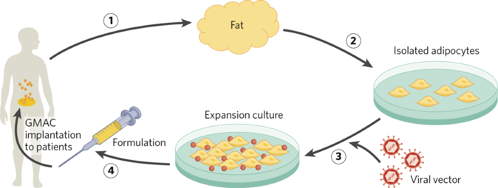 Genetically Modified Adipocytes (GMACs): a new frontier for ex vivo ...