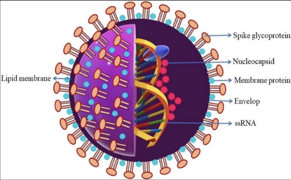 Hydrated salt could block the growth of SARS-CoV-2