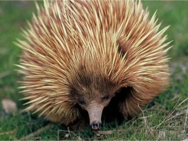 Antimicrobial protein found in echidna milk