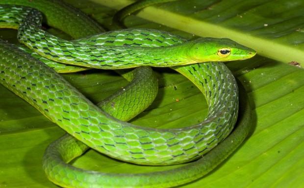 New lineage of vine snake discovered