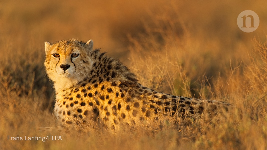 Save Iran’s cheetah from extinction