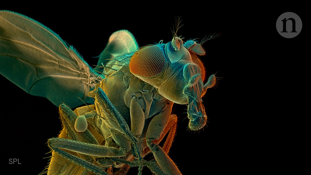 Cell X Insect Cells hack virus-like protein to communicate | Nature