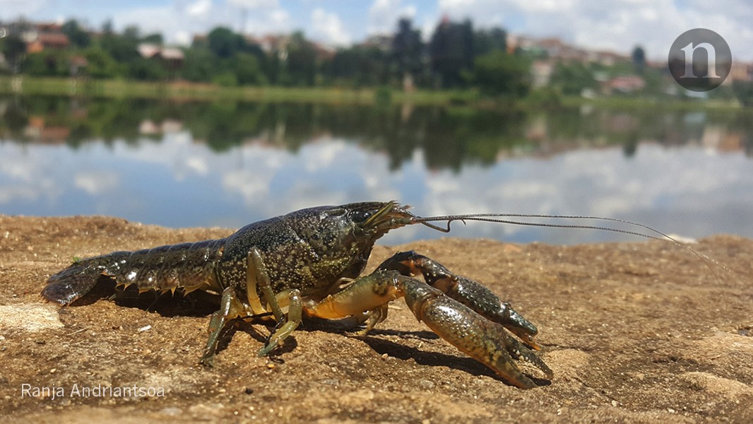Geneticists unravel secrets of super-invasive crayfish