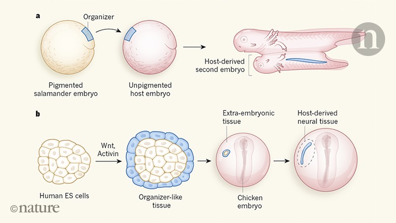 Human embryonic stem cells get organized | Nature