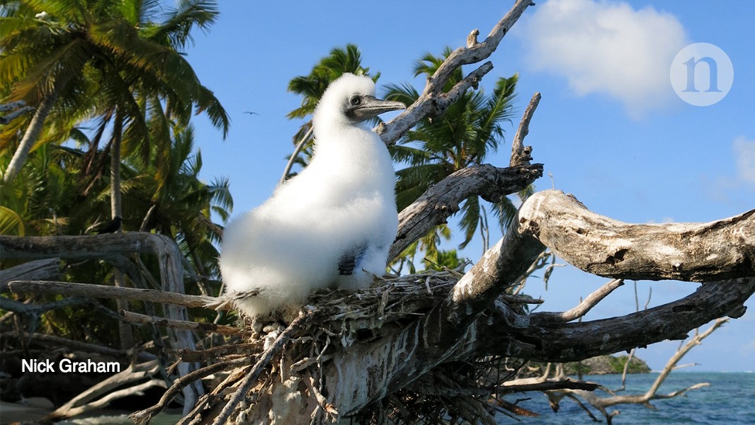 How rats wreak havoc on coral reefs | Nature