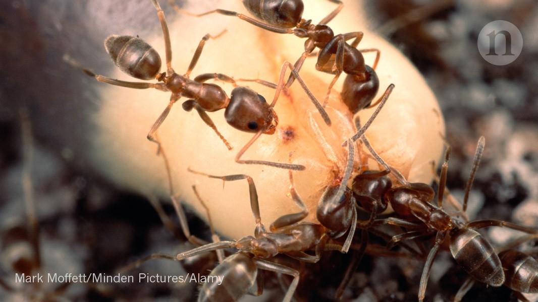 South Africa’s invasive species guzzle precious water and cost US$450 ...