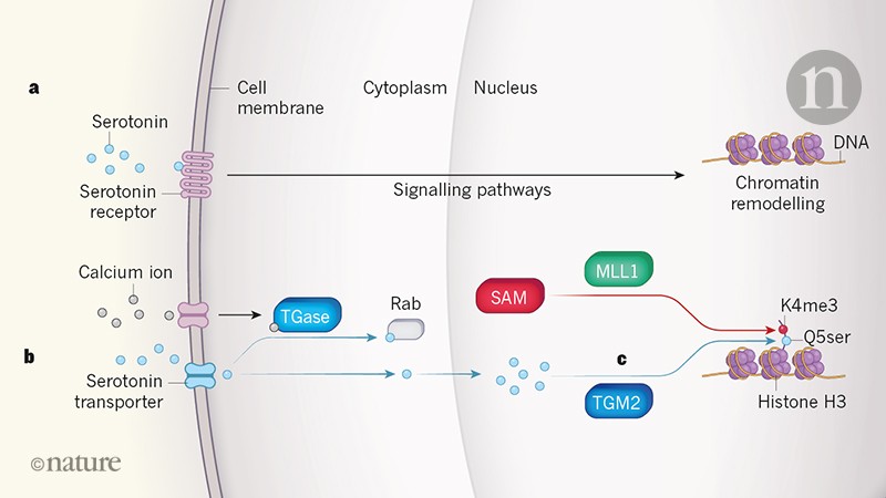 Modification of histone proteins by serotonin in the nucleus