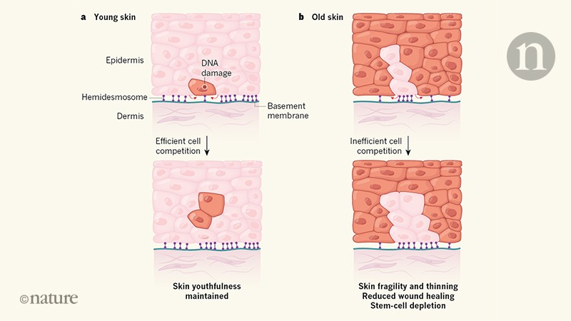 Elimination Of Unfit Cells In Young And Ageing Skin