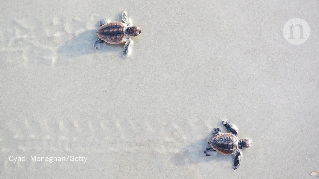 Baby sea turtles’ treks are captured in fossils