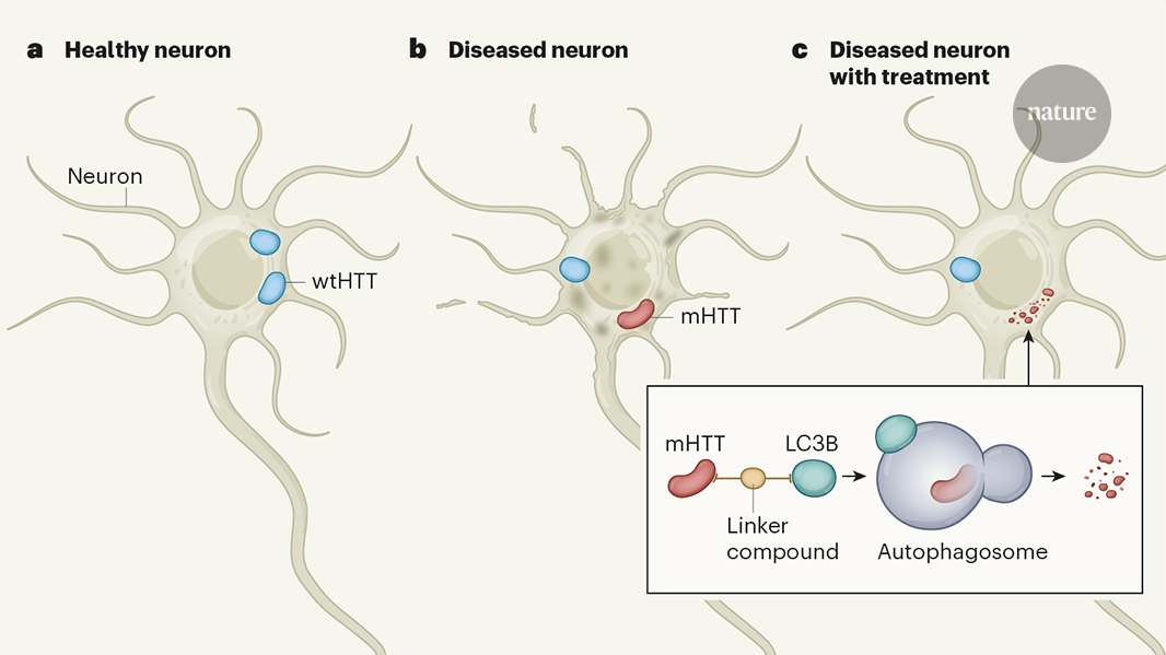 Strategy to selectively remove mutant proteins could combat ...