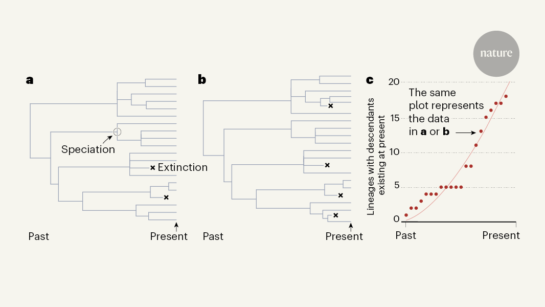 Evolutionary trees can’t reveal speciation and extinction rates | Nature