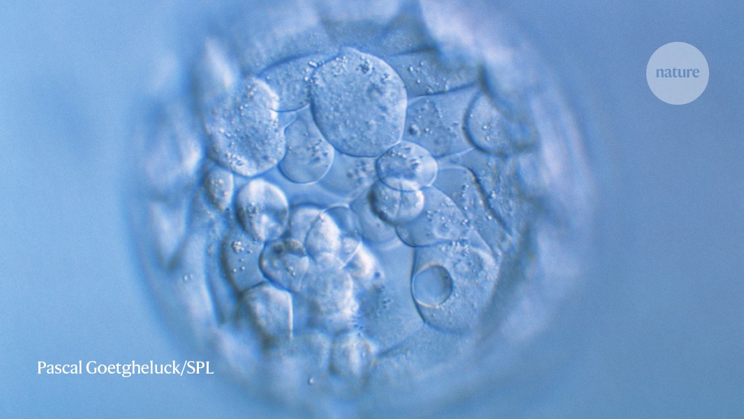 CRISPR gene editing in human embryos wreaks chromosomal mayhem