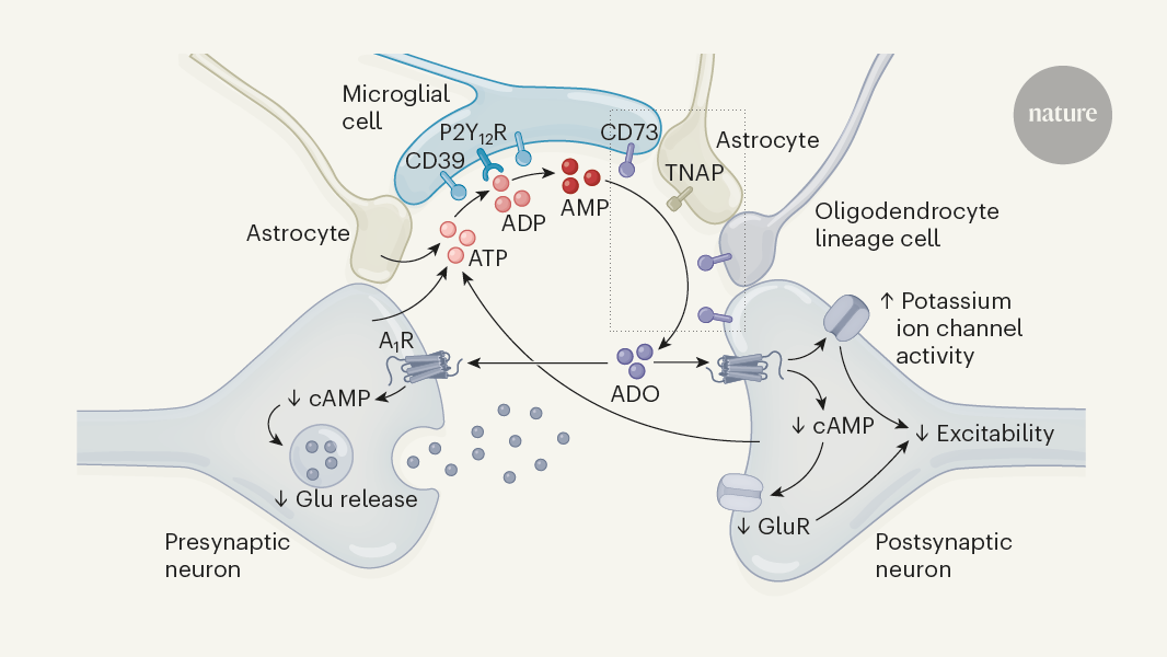 Brain’s immune cells put the brakes on neurons