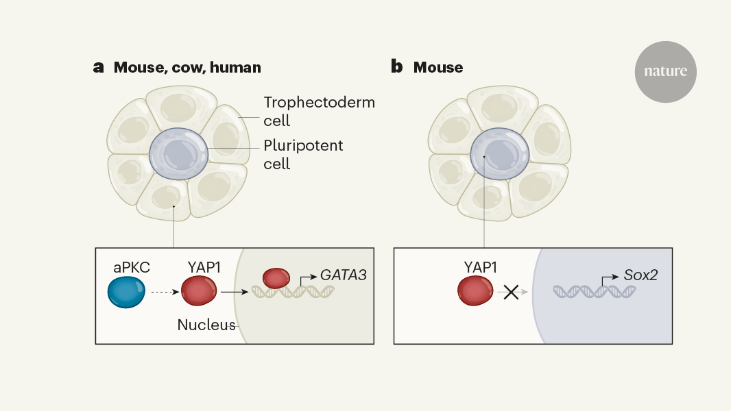 Universal assembly instructions for the placenta
