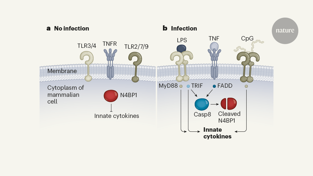 Caspase-8 protein cuts a brake on immune defences | Nature