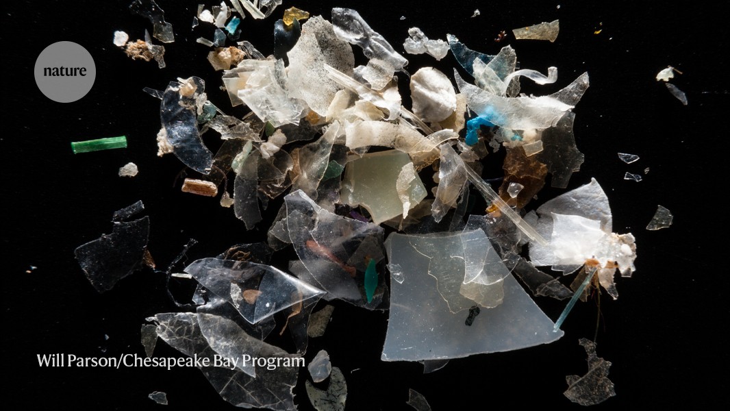 Microplastics are everywhere — but are they harmful?