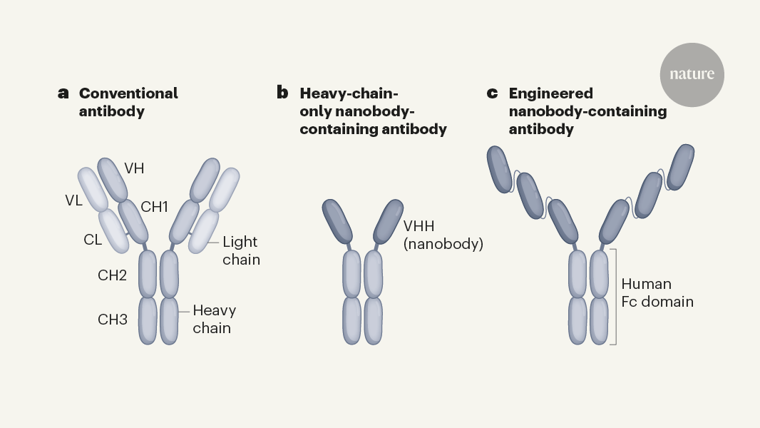 Antibody mouse. Antibodies Binding domain.