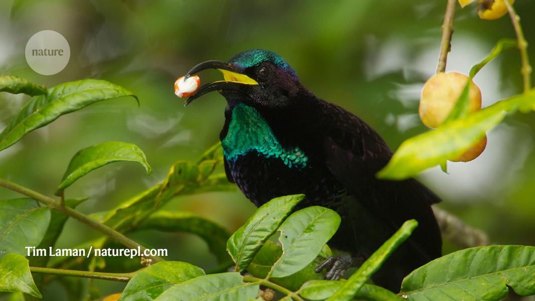 極楽鳥/Birds of Paradise 【2ED】 What Are The Birds Of Paradise