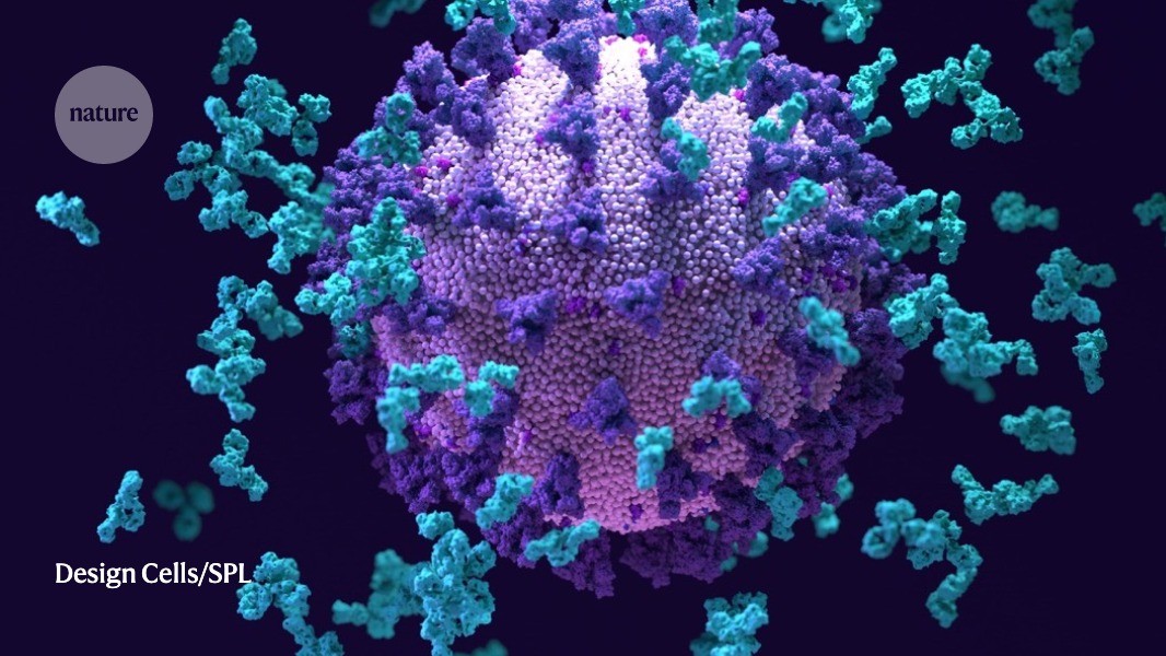 This ‘super antibody’ for COVI...
