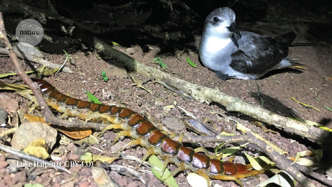 The giant centipede that devours fluffy baby seabirds