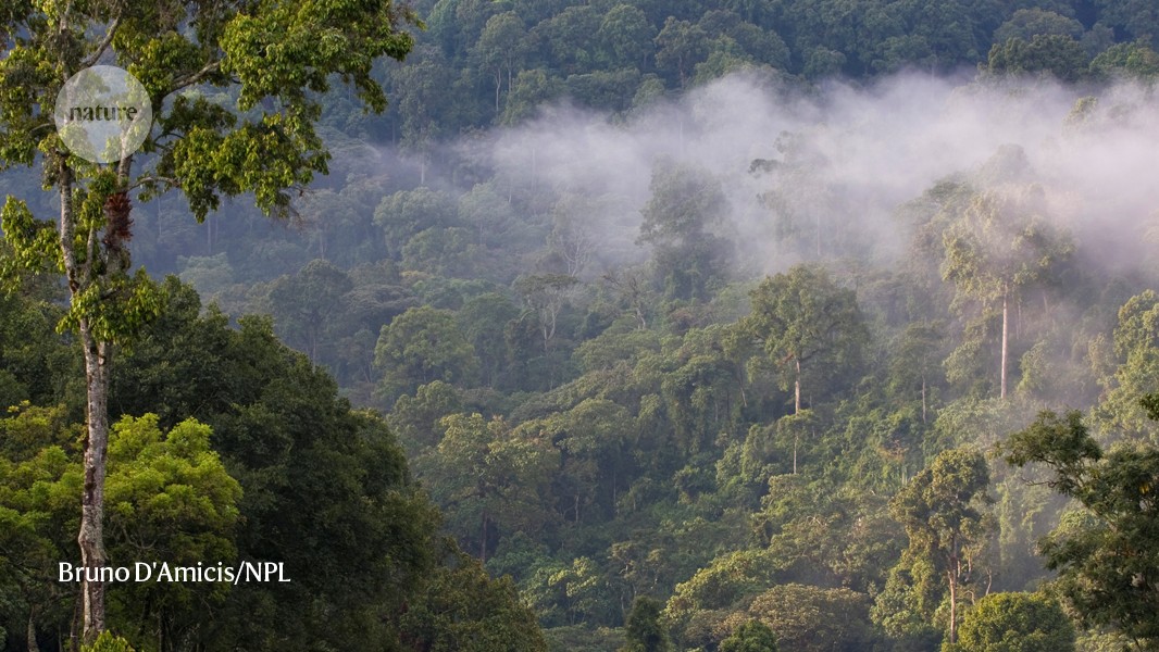 African tropical montane forests store more carbon than was thought