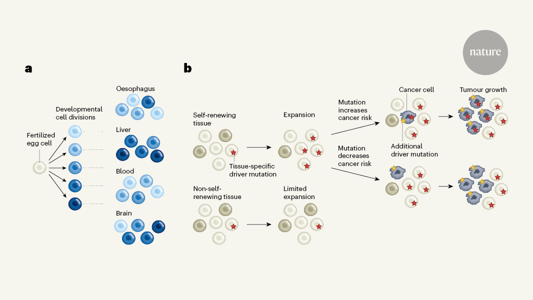 Mutation fingerprints encode cellular histories | Nature