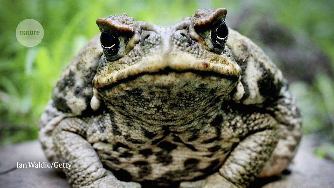 Australia’s cane toads evolved as cannibals with frightening speed