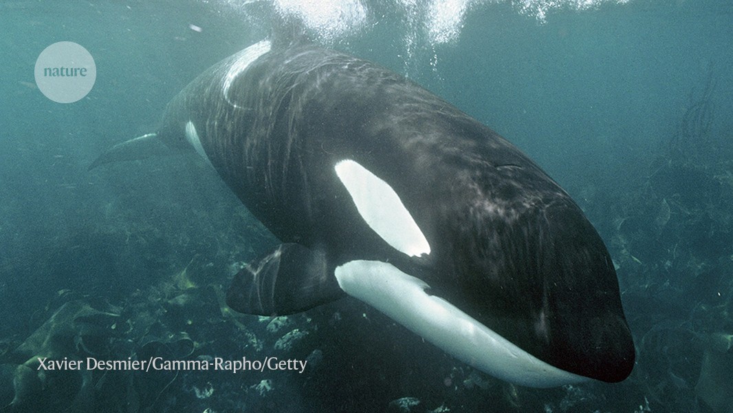 Killer whales teach pals a new snack source: fishing lines