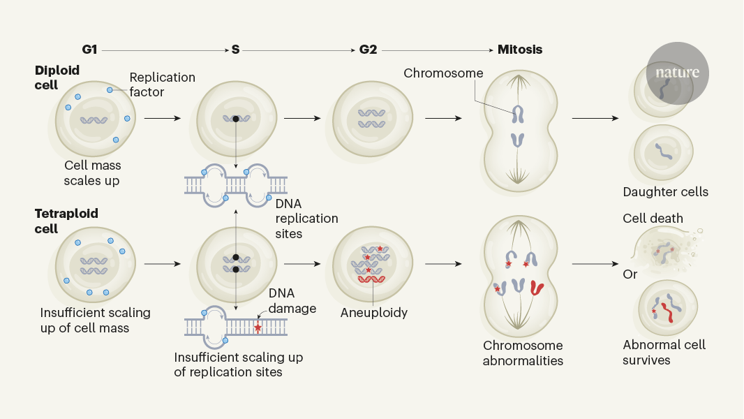 Genome doubling causes double trouble