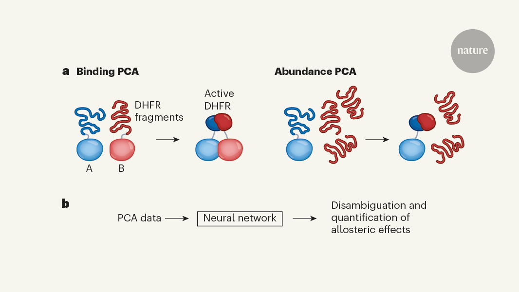 Democratizing the mapping of gene mutations to protein biophysics | Nature