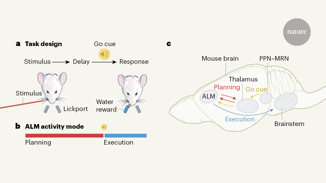 A Switch In Neuronal Dynamics That Helps To Initiate Movement