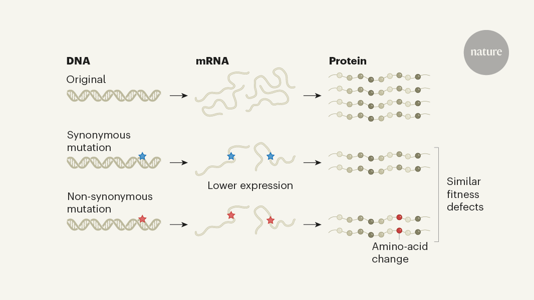 Mutations matter even if proteins stay the same | Nature