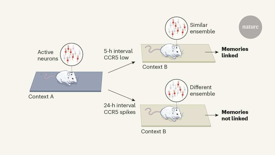 An immune molecule segregates memories in time