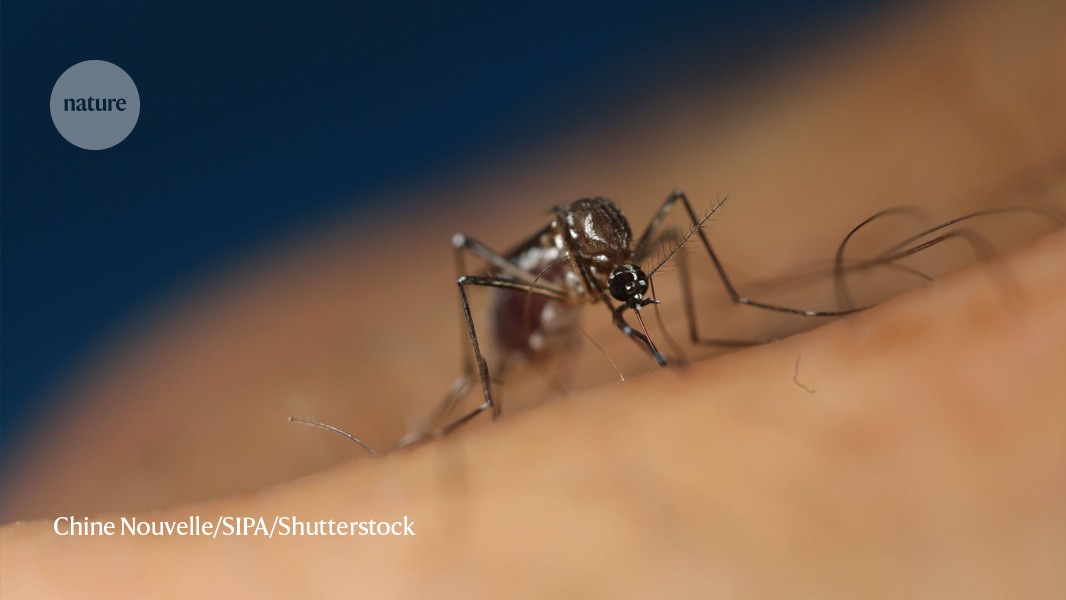 How some viruses make people smell extra-tasty to mosquitoes