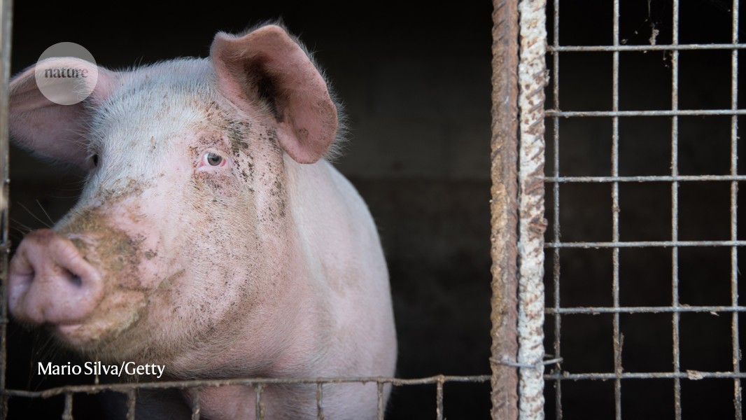 Pig organs partially revived in dead animals — researchers are stunned