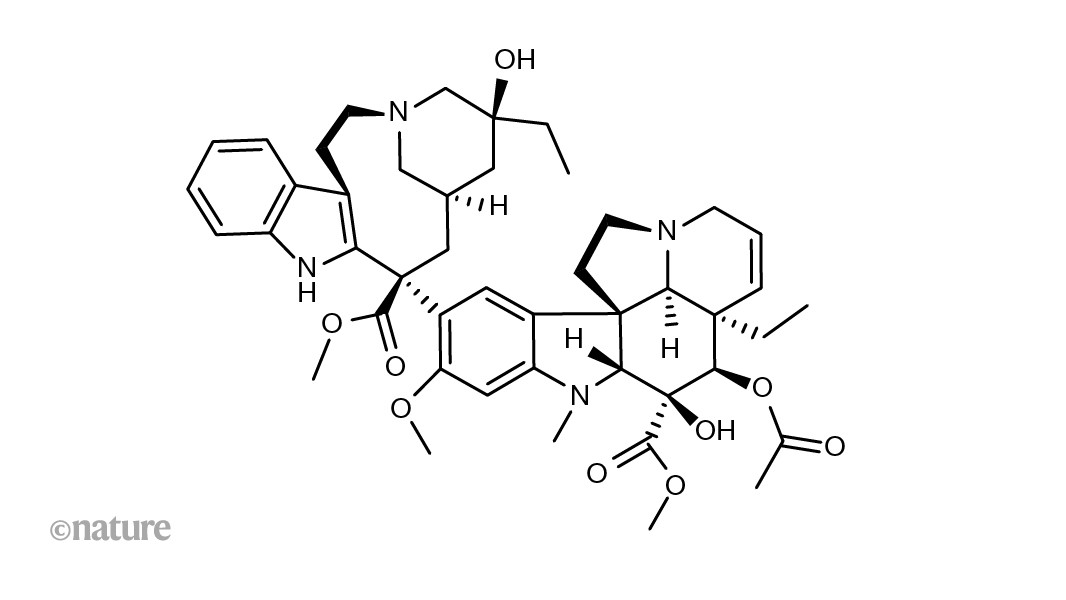 Engineered yeast brews precursors of anticancer drug vinblastine